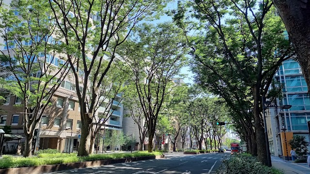青葉通 ケヤキ並木（写真1）