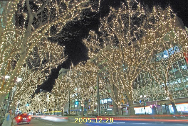 青葉通 ケヤキ並木（写真3）