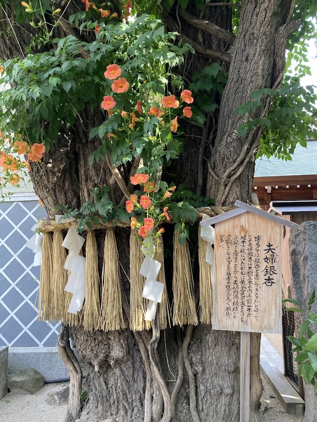 櫛田神社 夫婦銀杏（写真3）