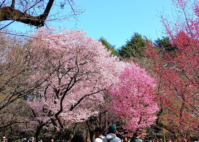 新宿御苑 桜園地（写真1）