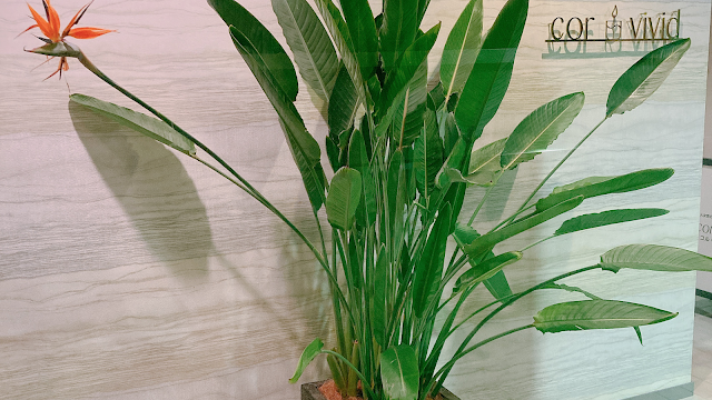 ドライヘッドスパ&脱毛専門店 cor vivid 【コルヴィヴィッド】（写真1）