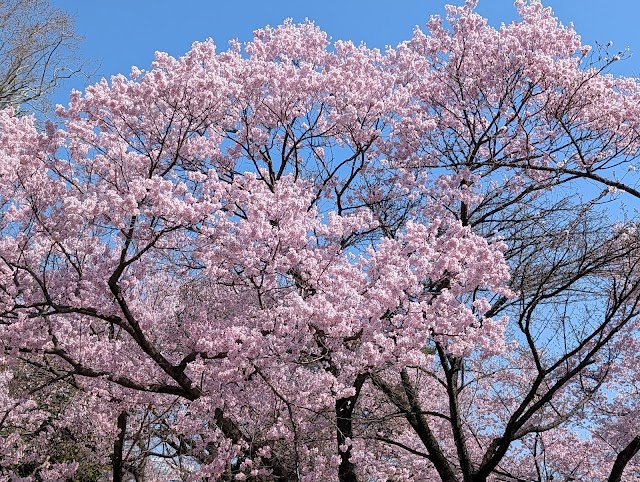 新宿御苑 桜園地（写真3）