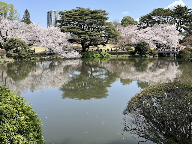 新宿御苑 桜園地（写真2）